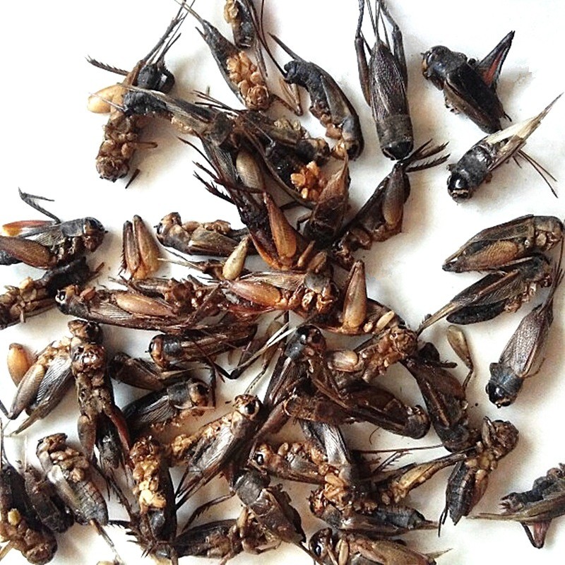 Dried Crickets Trade Supplier - Guaranteed Quality Natural