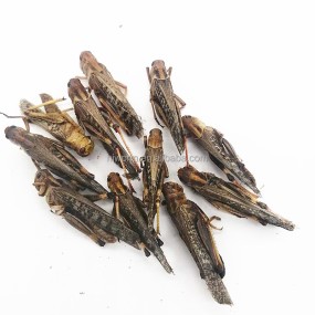 Organic Grasshopper Supplier - Cheap Price Natural Healthy
