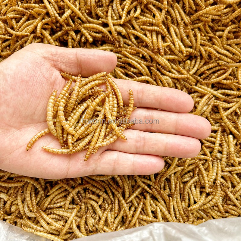 Dried Mealworm Supplier - Wholesale High Protein 5KG Bird Food