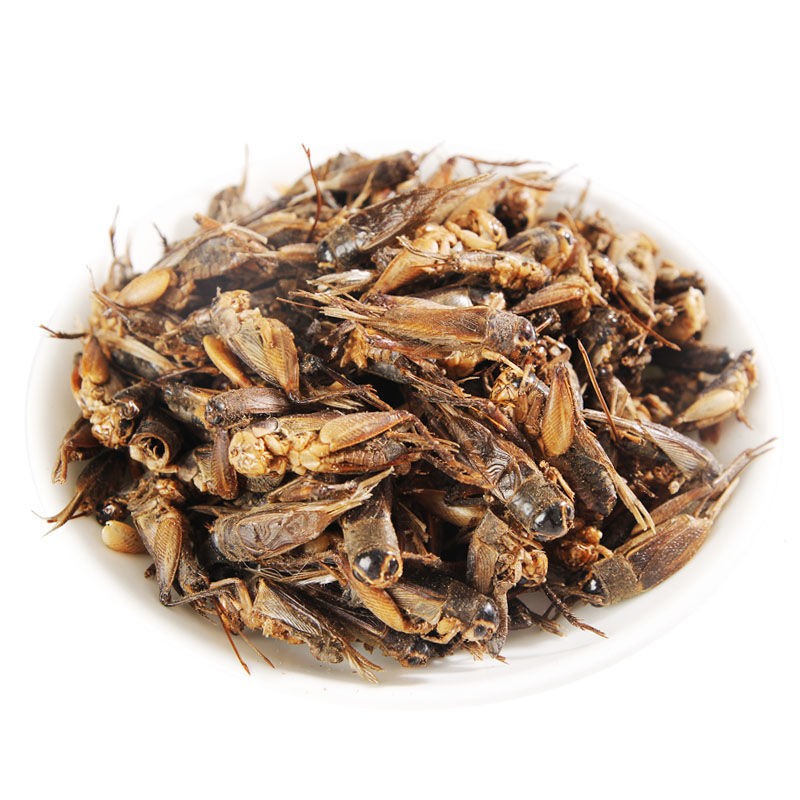 Dried Cricket Insect Feed Supplier - New Type Pure Natural