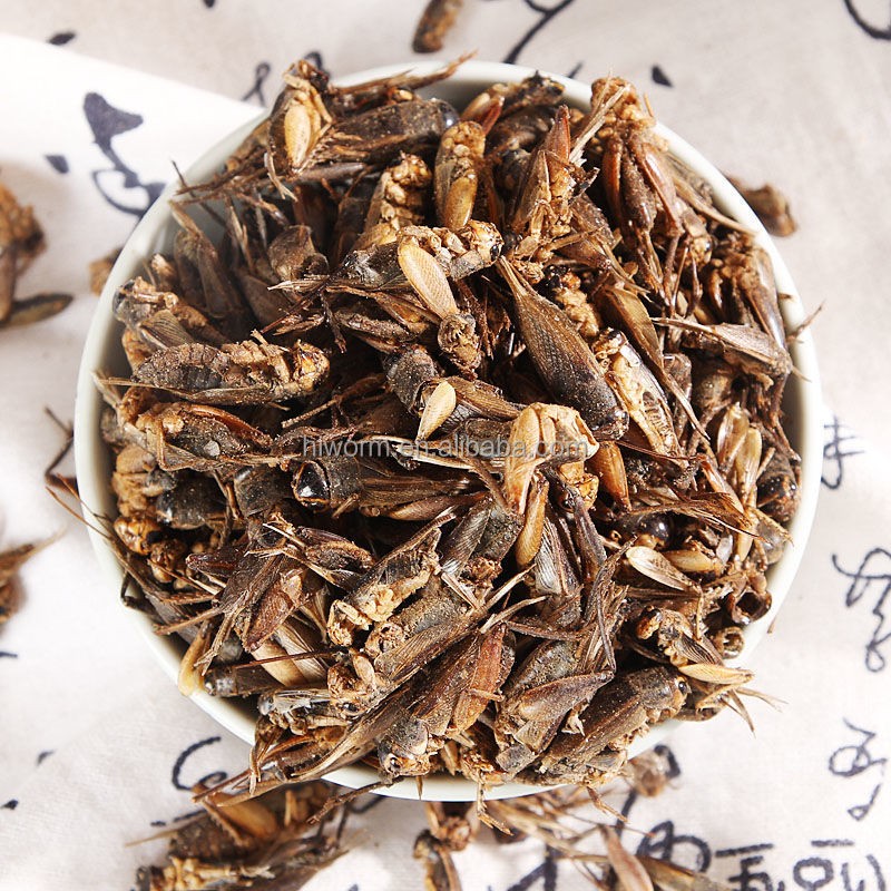 Premium Dried Cricket Supplier - High Protein Essential Nutrients