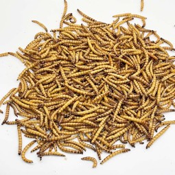 Dried Superworm Pet Food Supplier - Hot Selling Organic Nutritious