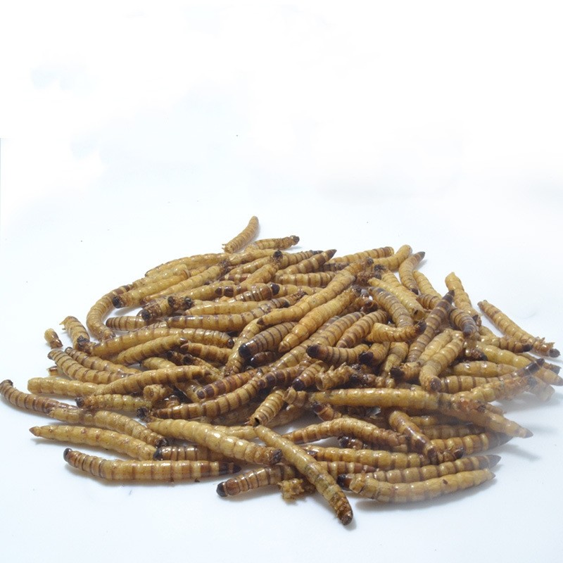 Dried Superworms Factory - Good Quality Protein Insect Pet