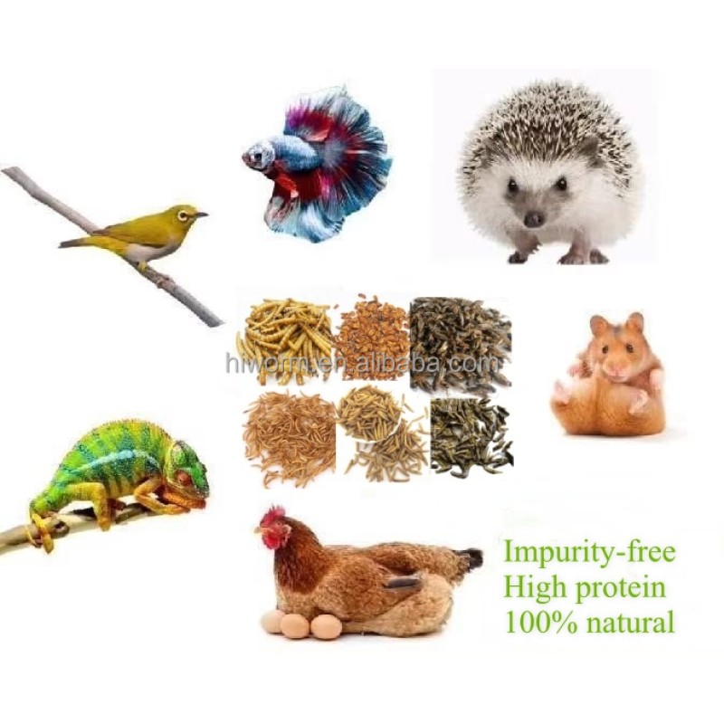 Organic Mealworms Manufacturer - Non-gmo Natural Competitive Price