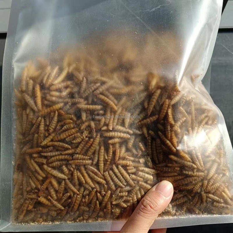 Dried BSF Larvae Manufacturer - Bulk Supply 50kg Natural