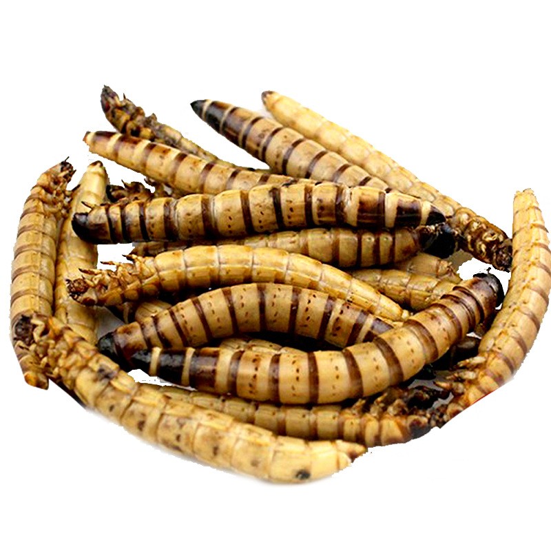 Dried Superworms Factory - Good Quality Protein Insect Pet