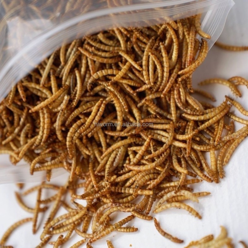 Dried Bread Worms Manufacturer - Wholesale Chicken Feed Natural