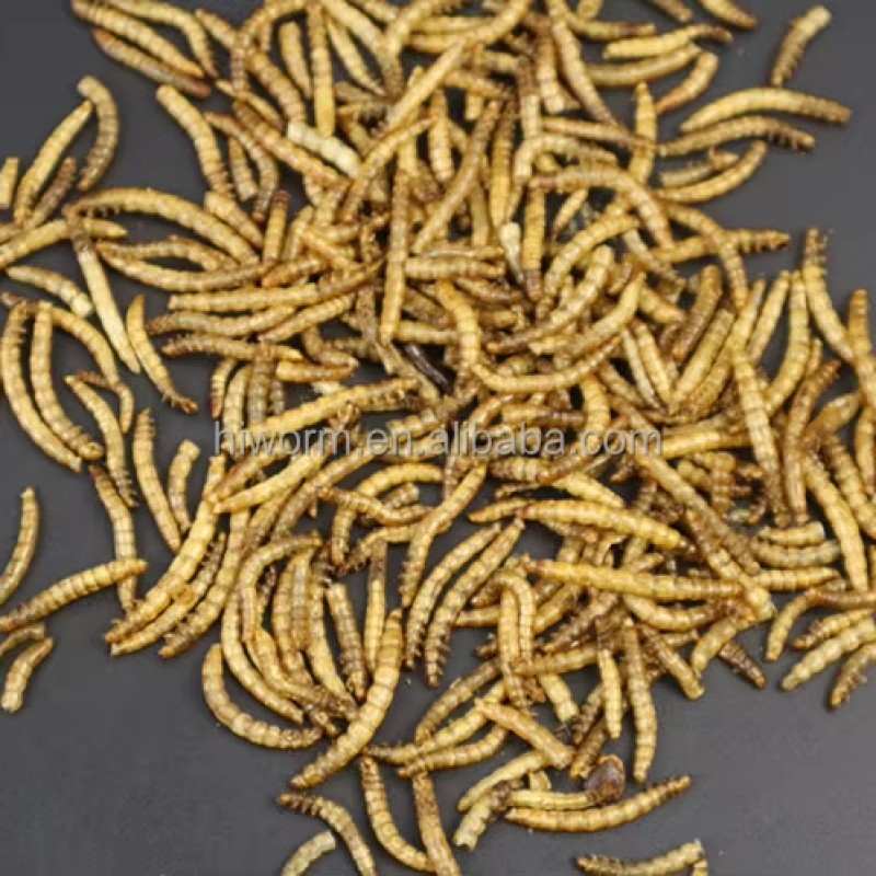 Dried Mealworms Packaging Factory - Customized Bucket 1kg Protein