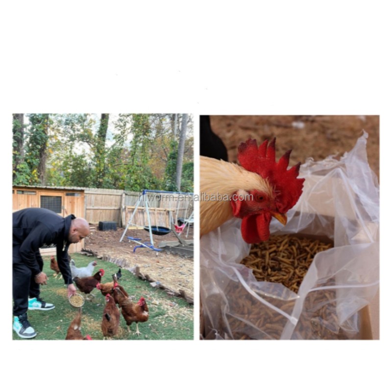 Black Soldier Fly Larvae Factory - OEM ODM Natural Dehydrated