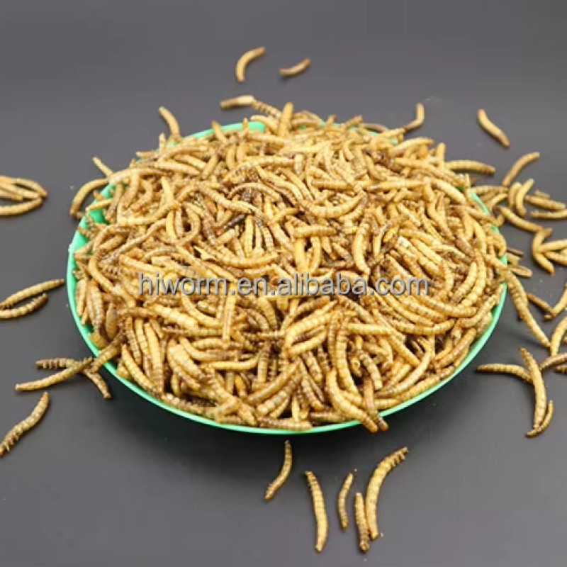 Wild Bird Food Mealworms Factory - 100% Natural Breeding Farm