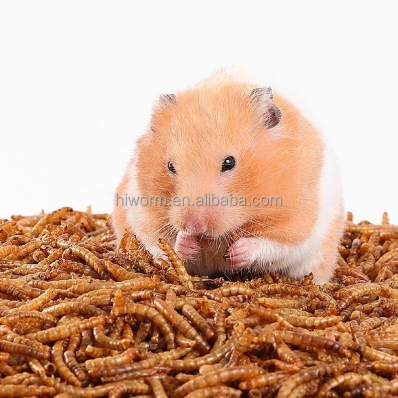 Meal Worms for Animal Feed Supplier - 100% Natural Non-gmo Bulk