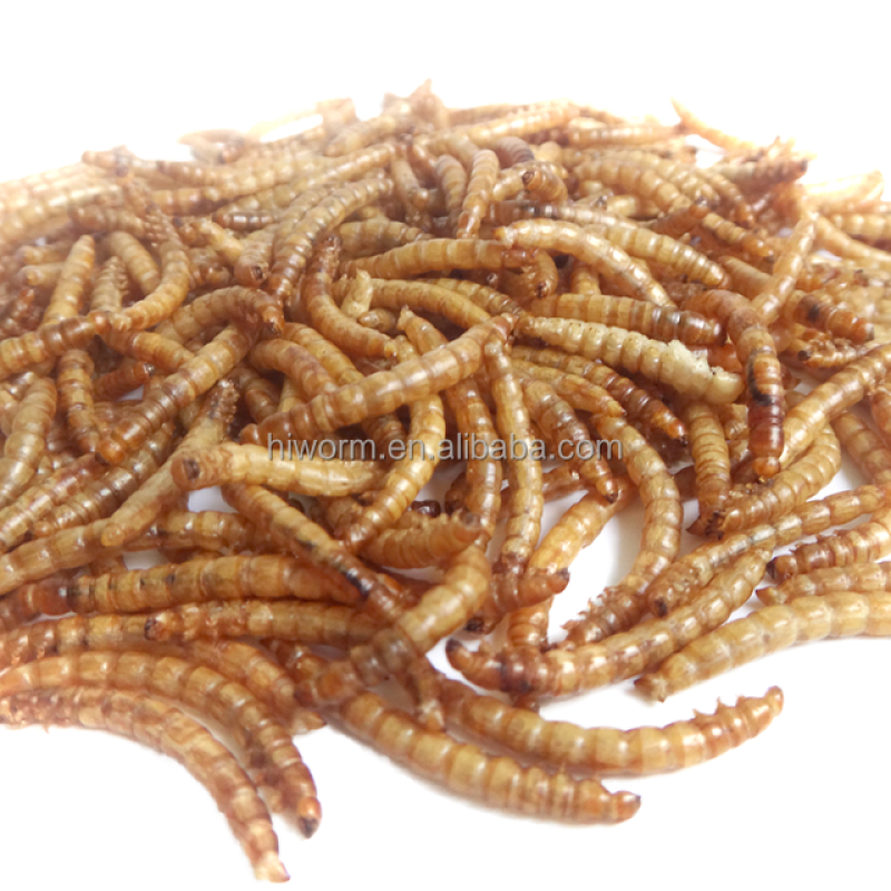 Dried Bread Worms Manufacturer - Wholesale Chicken Feed Natural