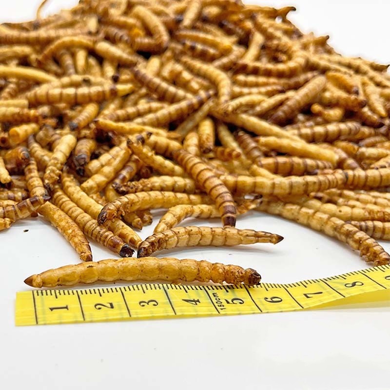Dried Superworms Factory - Good Quality Protein Insect Pet