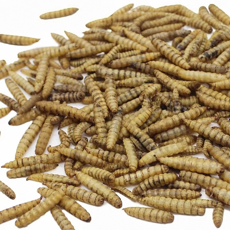 Black Soldier Fly Larvae Meal Factory - Professional High-Protein