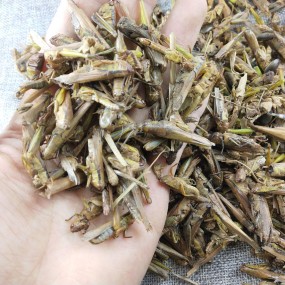 Dried Grasshoppers for Sale Factory - Guaranteed Quality Insect