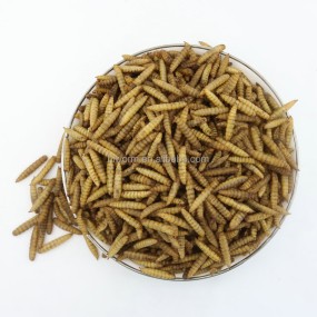 Natural BSF Larva Supplier - 100% Additive-free Microwave