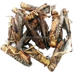 Dried Grasshoppers Factory - Guaranteed Quality Competitive Price