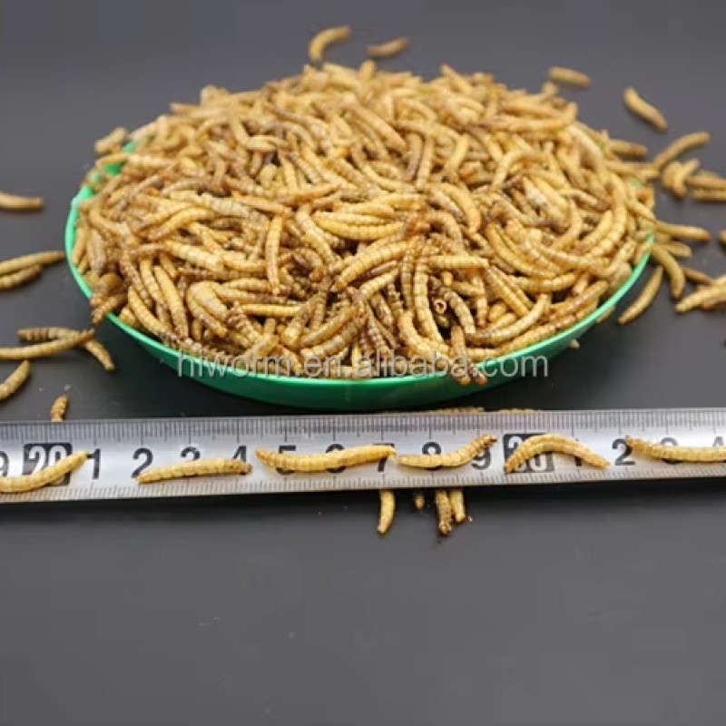 Dried Mealworms Packaging Factory - Customized Bucket 1kg Protein