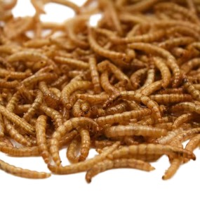 Small Pet Mealworm Manufacturer - High-quality Organic Dried