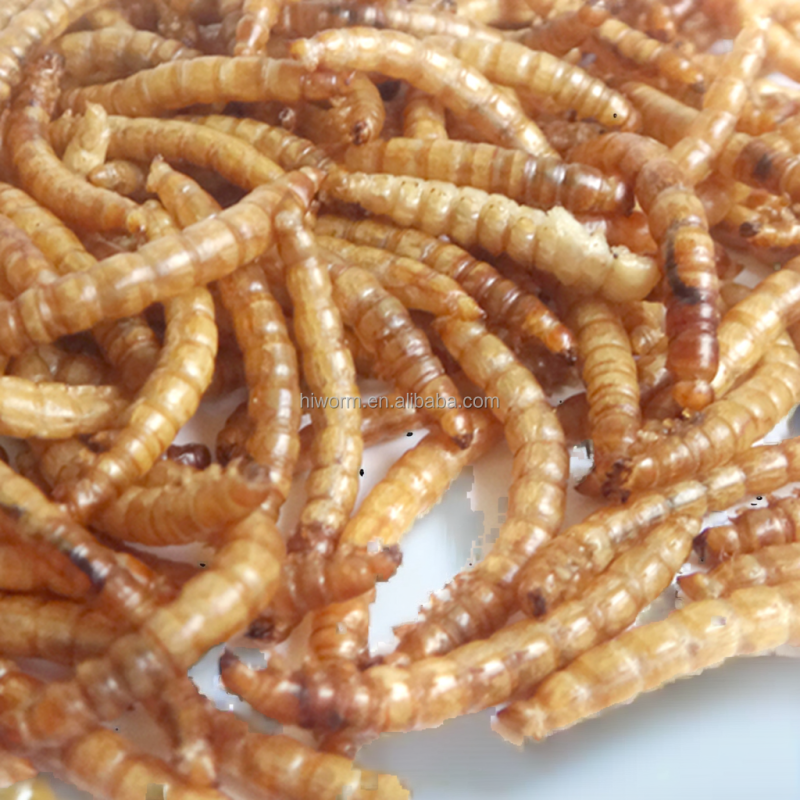Pet Food Mealworms Supplier - OEM High Protein Larva Deshidratada