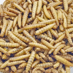BSF Chitin Larvae Manufacturer - 100% Natural Additive-free