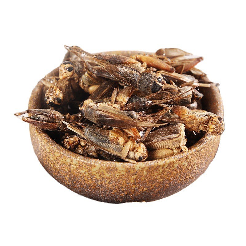 Dried Crickets Manufacturer - Factory Sale Pure Natural Reptile