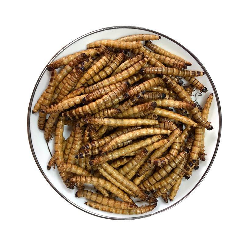 Dried Superworms Factory - Good Quality Protein Insect Pet