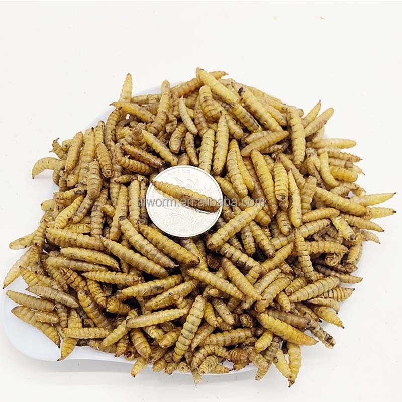 Dehydrated BSF Larvae Supplier - Wholesale Natural Chitosan