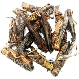 High Protein Grasshopper Factory - Quality Assurance Wholesale