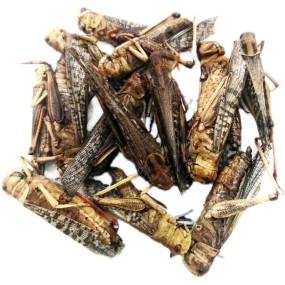 High Protein Grasshopper Factory - Quality Assurance Wholesale