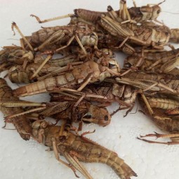 Grasshopper Dried Insect Manufacturer - Factory Various Protein