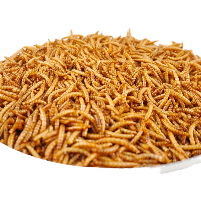 Mealworm Snack Factory - Wholesale Premium Natural Pet Food