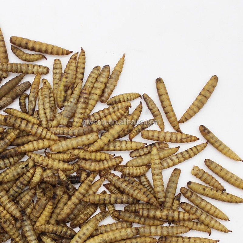Dried BSF Larvae Manufacturer - Bulk Supply 50kg Natural