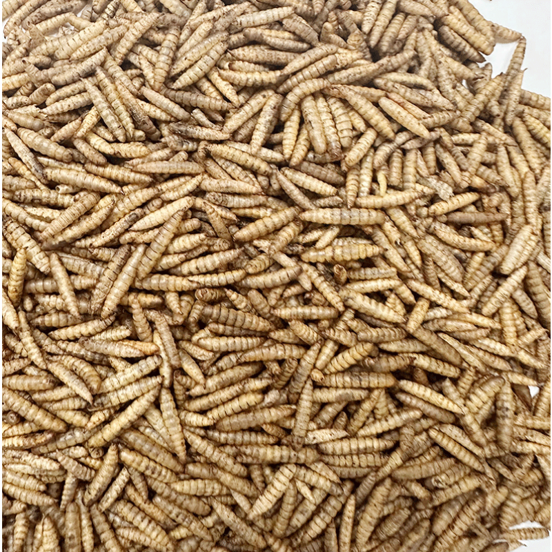 Black Soldier Fly Larvae Meal Factory - Professional High-Protein