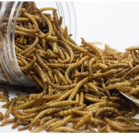 Animal Feed Mealworms Factory - High Quality Protein Per Ton