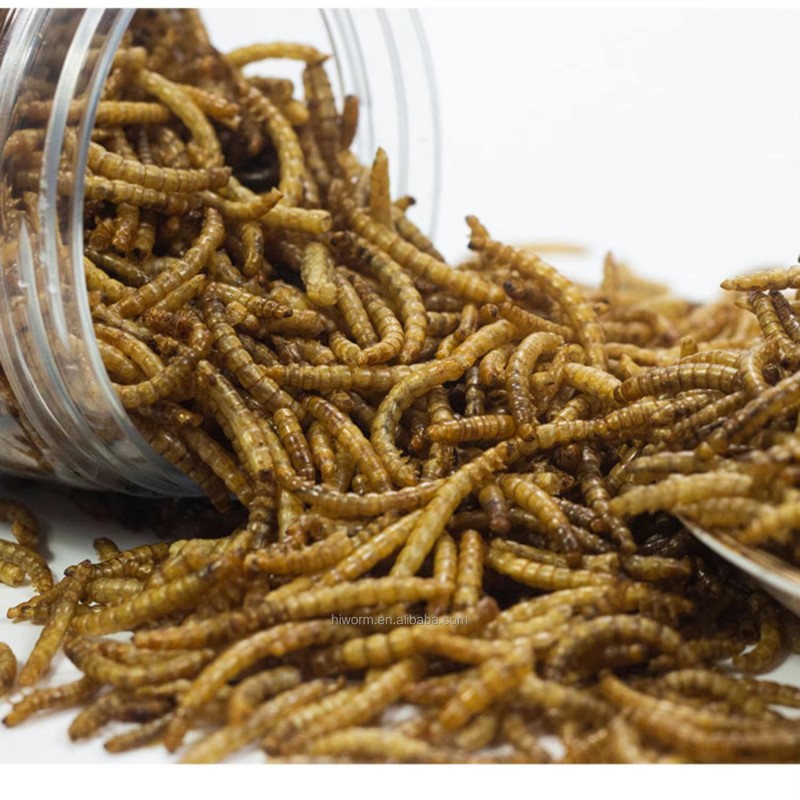 Animal Feed Mealworms Factory - High Quality Protein Per Ton
