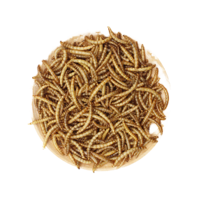 Organic Mealworms Supplier - Wholesale Premium Non-gmo Snack