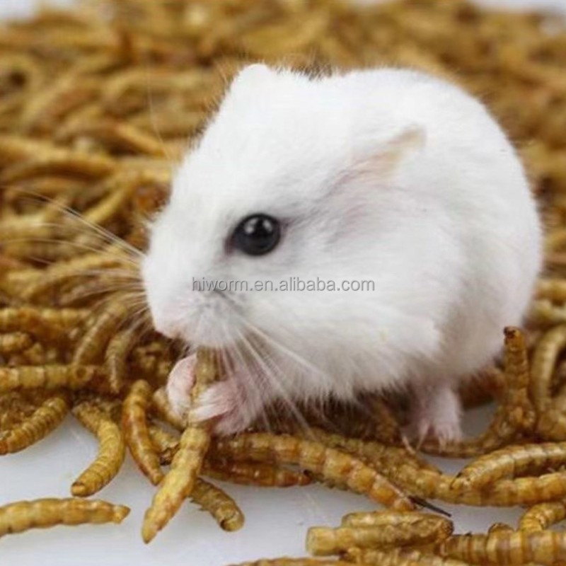 Dried Bread Worms Manufacturer - Wholesale Chicken Feed Natural