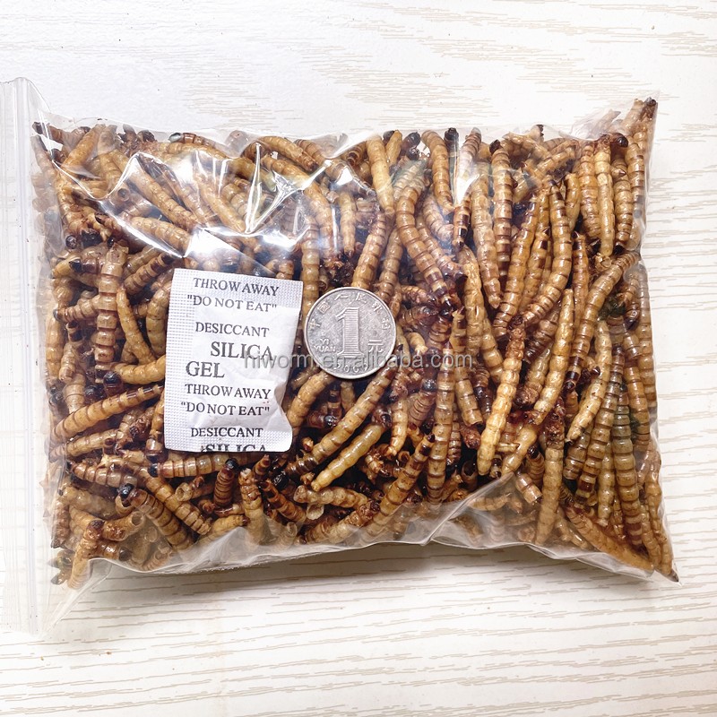 Dried Superworms Factory - Good Quality Protein Insect Pet