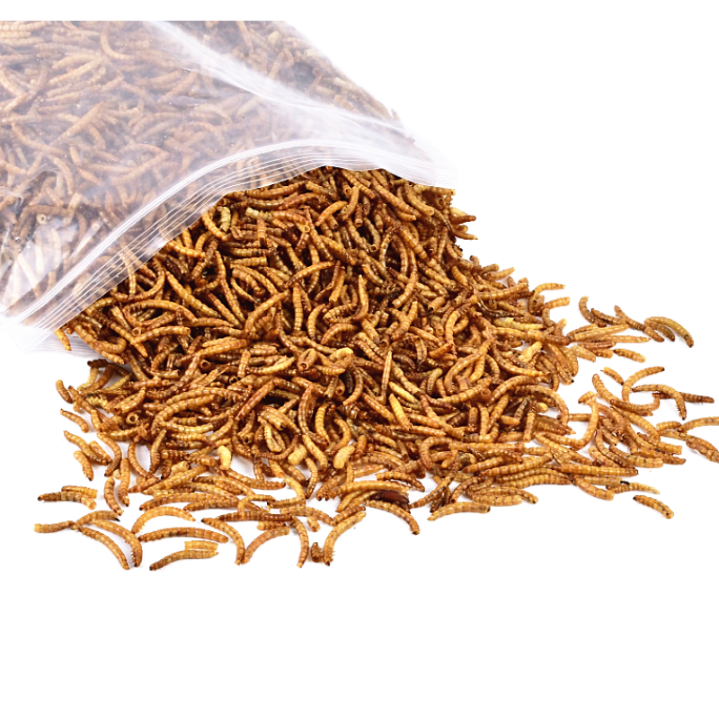 Yellow Mealworms Manufacturer - OEM Natural Bird Food Bulk