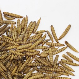 Dehydrated BSF Larvae Supplier - Wholesale Natural Chitosan
