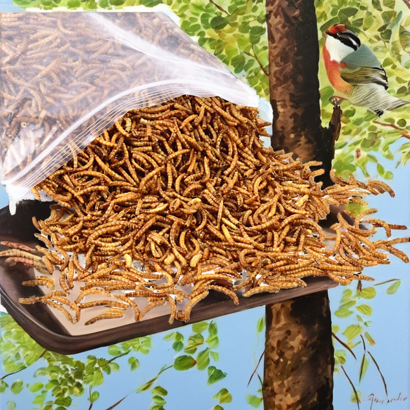 Yellow Mealworms Manufacturer - OEM Natural Bird Food Bulk