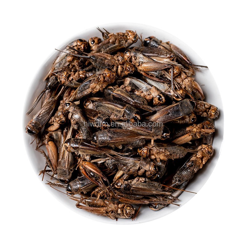 Freeze Dried Crickets Supplier - China Best Selling Protein