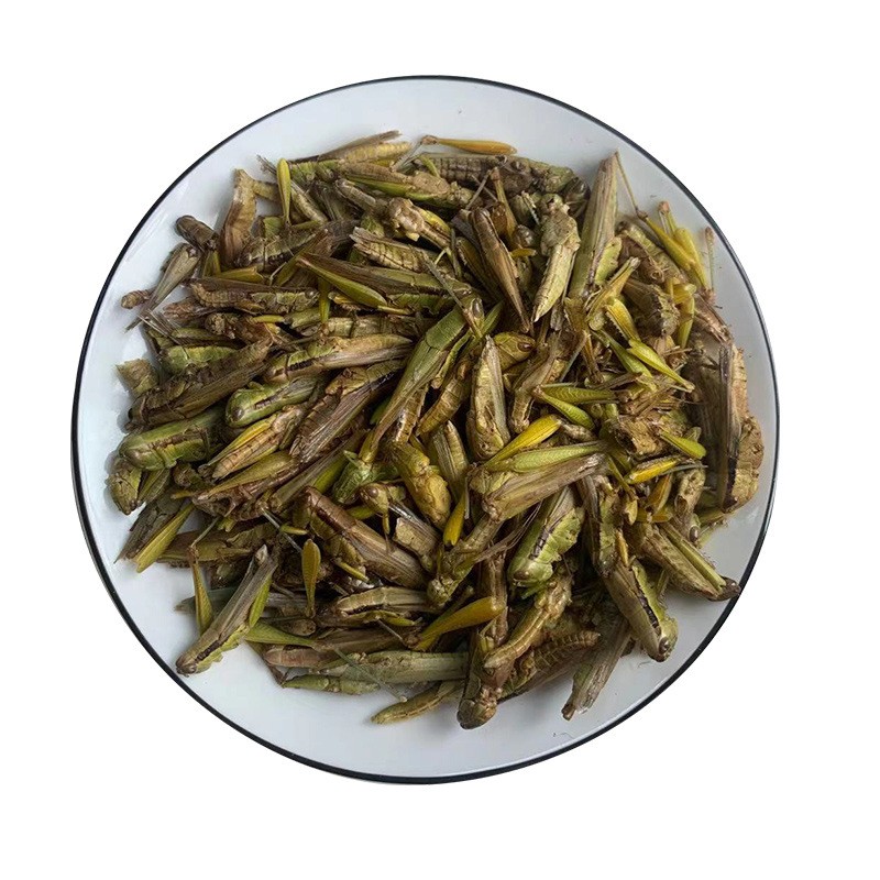Dried Grasshoppers for Sale Factory - Guaranteed Quality Insect