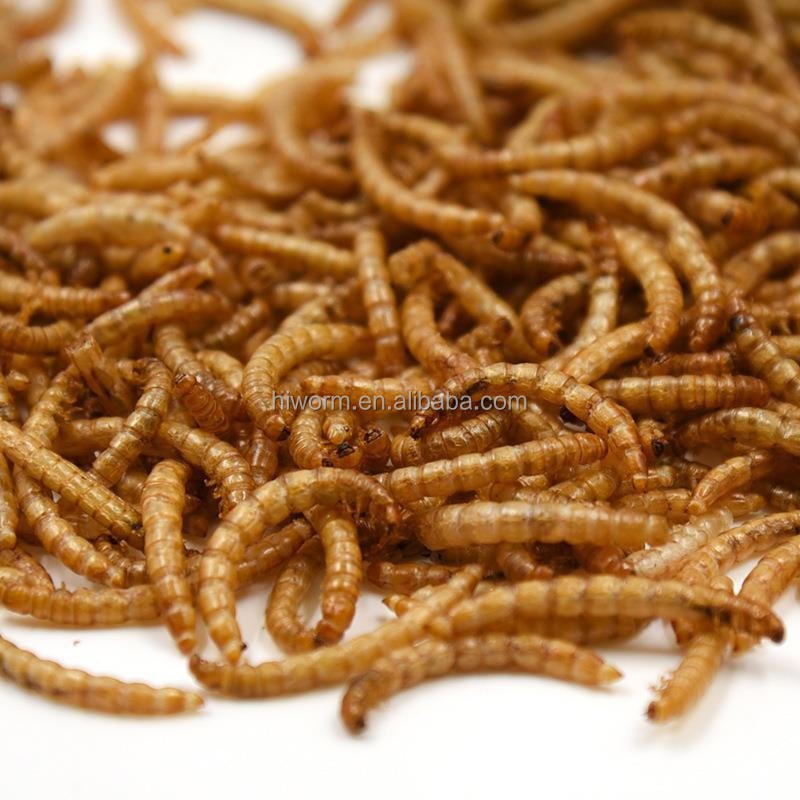 Organic Mealworms Manufacturer - Non-gmo Natural Competitive Price