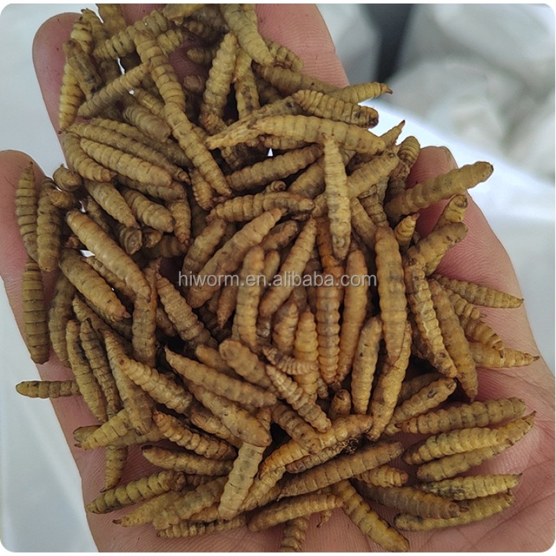 Black Soldier Fly Larvae Factory - OEM ODM Natural Dehydrated