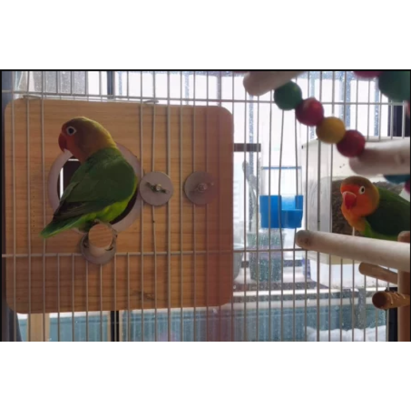 Bird Breeding Box Factory - Customized Parrot Lovebirds Budgie