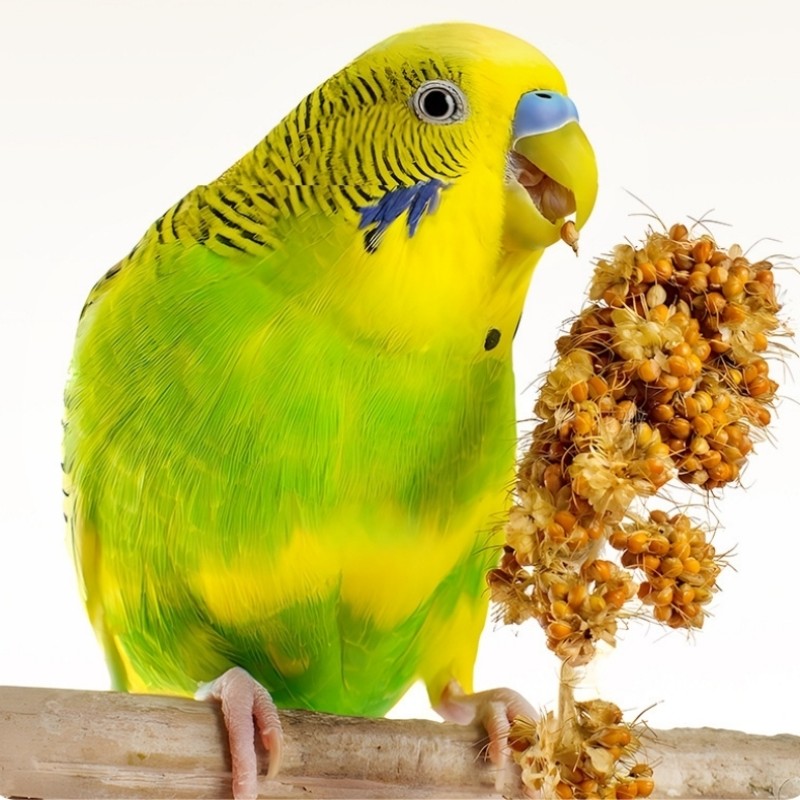 Bird Feed Manufacturer - Organic Healthy Mixed Cereals Oil