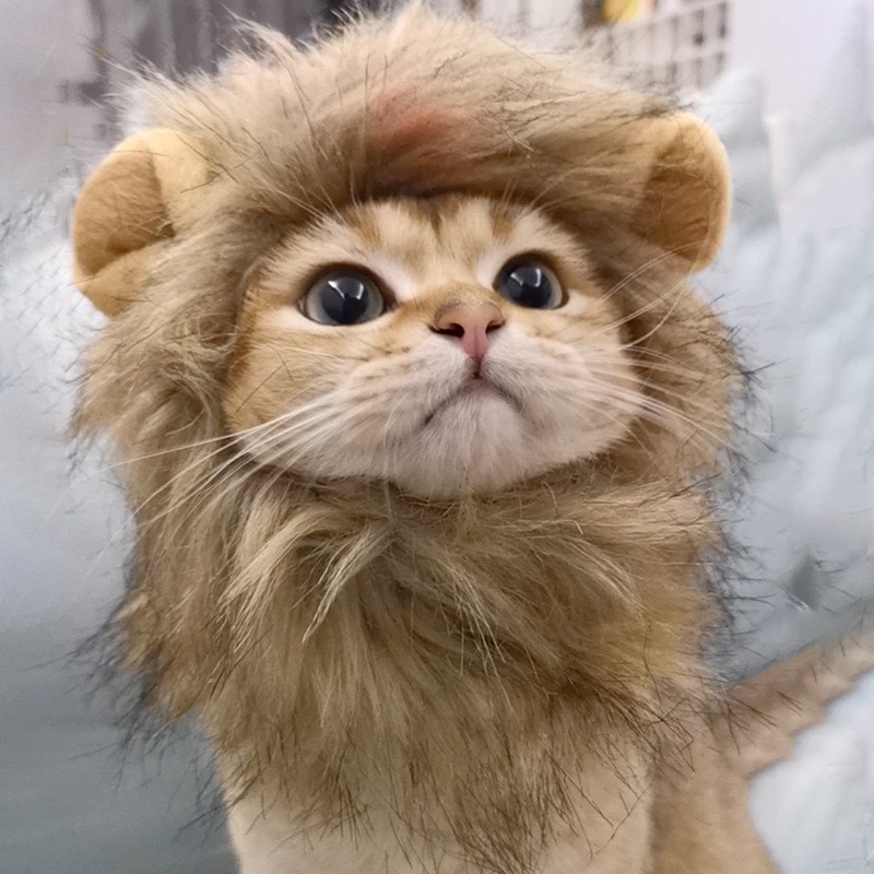 Pet Costume Supplier - Cute Lion Head Photography Props