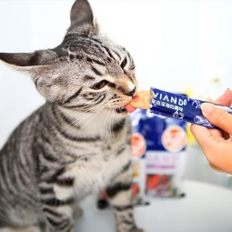Cat Wet Food Supplier - Private Label Liquid Pet Food Supplement Cat Tubes